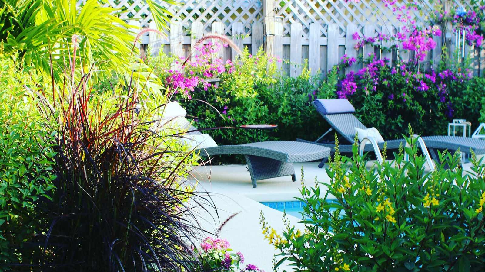 Lush tropical backyard with bougainvillea, grasses and lounge chairs beside a pool