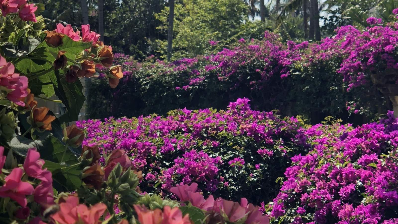 Magenta and pink bougainvillea shrubs in bloom with palm trees behind